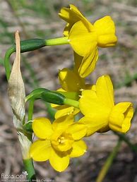 Image result for Narcissus willkommii