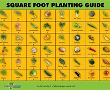 Image result for Square Foot Gardening Tomato Spacing