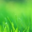 Image result for Light Green iPhone Wallpaper