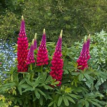 Image result for Lupinus My Castle