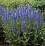 Image result for Salvia nemorosa blauhugel