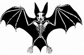Image result for Cool Bat Pictures