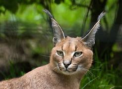 Image result for Desert Lynx Jungle Cat