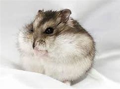 Image result for Brown Dwarf Hamster