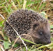 Image result for Wild Hedgehog