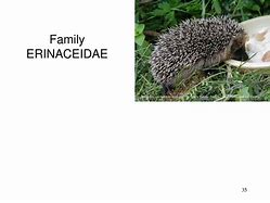 Image result for Erinaceidae Family in the Order Eulipotyphla