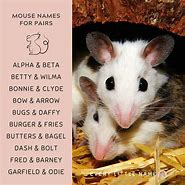 Image result for Cute Mouse Names