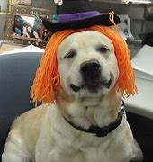 Image result for Dog with Hat