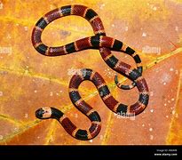 Image result for Beautiful Coral Snake
