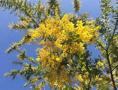 Image result for Acacia
