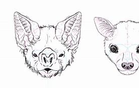 Image result for Bat Head Sketch