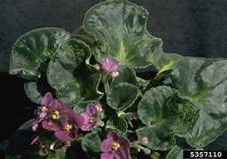 Image result for Red African Violet Flower