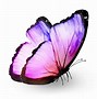 Image result for Pink Butterfly White Background