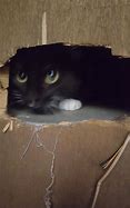 Image result for Bad Quality Cat
