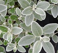 Image result for Senecio greyi