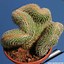 Image result for Cactus Cut in Half