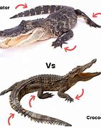 Image result for Crocodile Alligator Comparison
