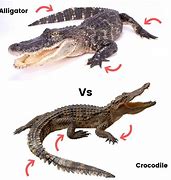 Image result for Alligator vs Crocodile Snout Outline