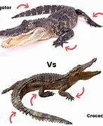 Image result for What Is the Difference Between Alligator Crocodile