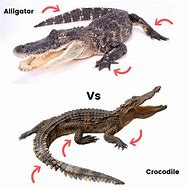 Image result for Alligator Crocodile Caiman