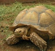 Image result for Sulcada Tortoise