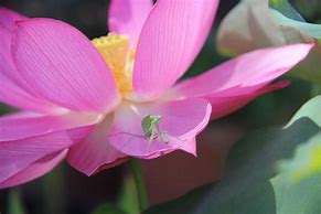 Image result for Lotus Praying Mantis