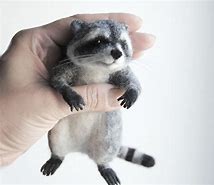 Image result for Racoon Mini