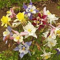 Image result for Aquilegia Blue Berry