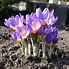 Crocus sieberi Tricolor に対する画像結果