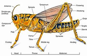 Image result for Grasshopper Body Parts