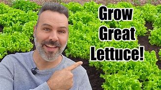 Image result for How to Grow Lettuce in Containers