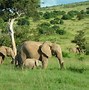 Image result for African Jungle Animals Elephant
