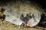 Image result for "platichthys Flesus". Size: 159 x 105. Source: www.mindenpictures.com