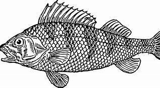 Image result for Black and White Clip Art of a Fish