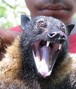 Image result for Fox Face Bat