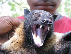 Image result for Bat Face Scary Toy