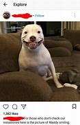 Image result for Smiling Dog Instagram Reels