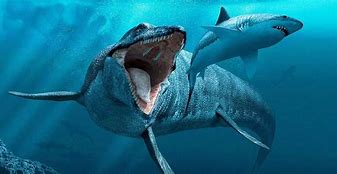 Image result for Big Ocean Creatures