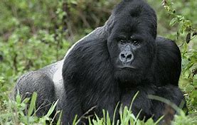 Image result for Alone Gorilla