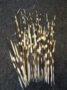 Image result for Cape Porcupine Quills