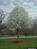 Image result for Pear Tree in Winter