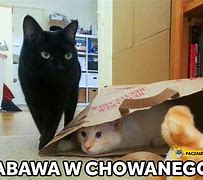 Image result for co_to_za_zabawa_w_chowanego