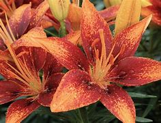 Image result for Orange Hybrid Lilies