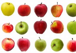 Image result for Biggest Type of Apple