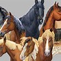 Image result for Horse Breeds List