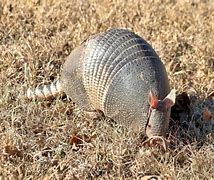 Image result for Holiday Armadillo