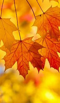 Image result for Autumn Leaves Phone Wallpaper