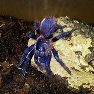 Image result for Blue Leg Spider