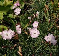 Image result for Dianthus Whatfield Wisp