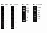 Image result for Low BP DNA Ladder